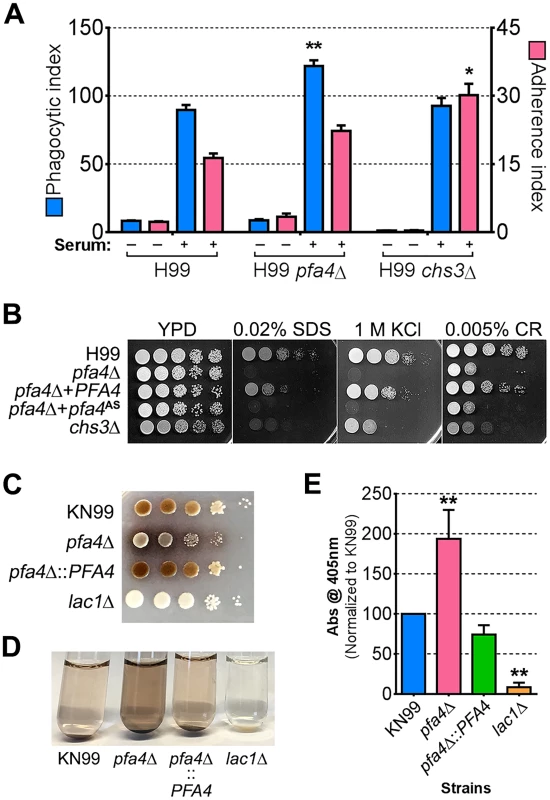 Phenotypic comparison of <i>pfa4</i>Δ and <i>chs3</i>Δ cells.
