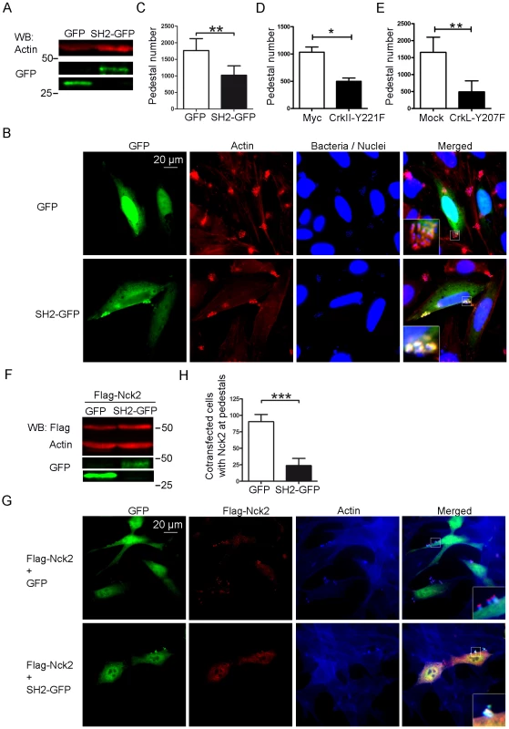 Pedestal formation in cells expressing Crk mutants.