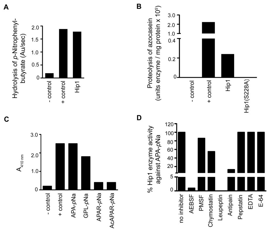 Analysis of the enzymatic activity of Hip1.