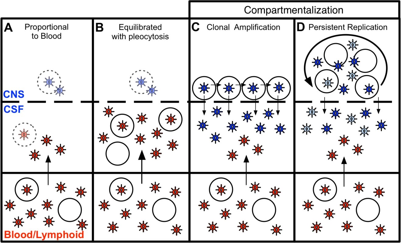 Four states can define the relationship between virus in the CSF/CNS and blood early during infection.