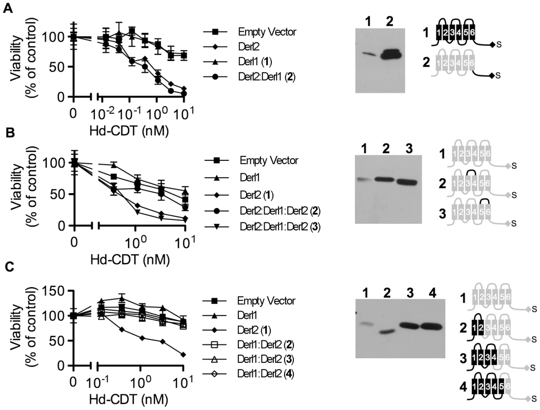 Identification of Derl2 domains required for CDT intoxication.