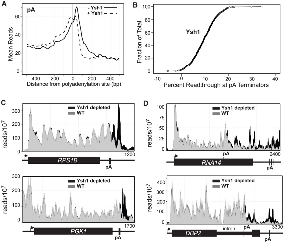 Ysh1 depletion causes readthrough at pA sites.