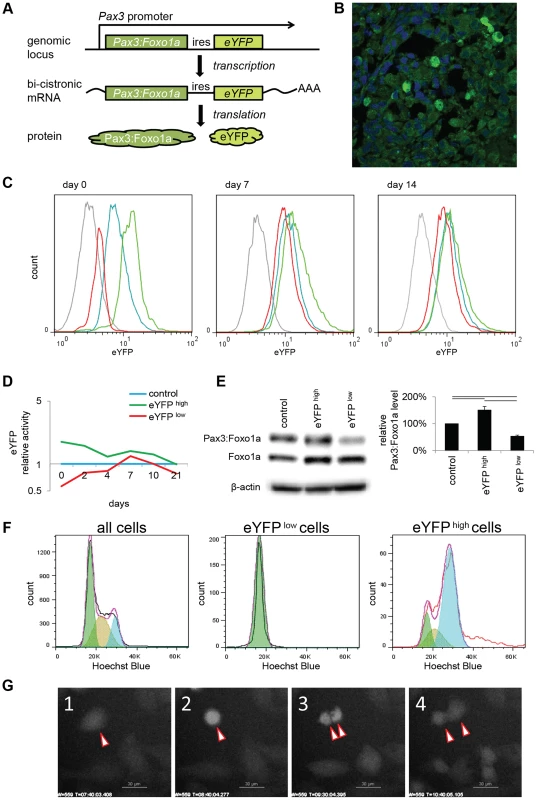 eYFP activity and Pax3:Foxo1a expression is cell cycle specific.