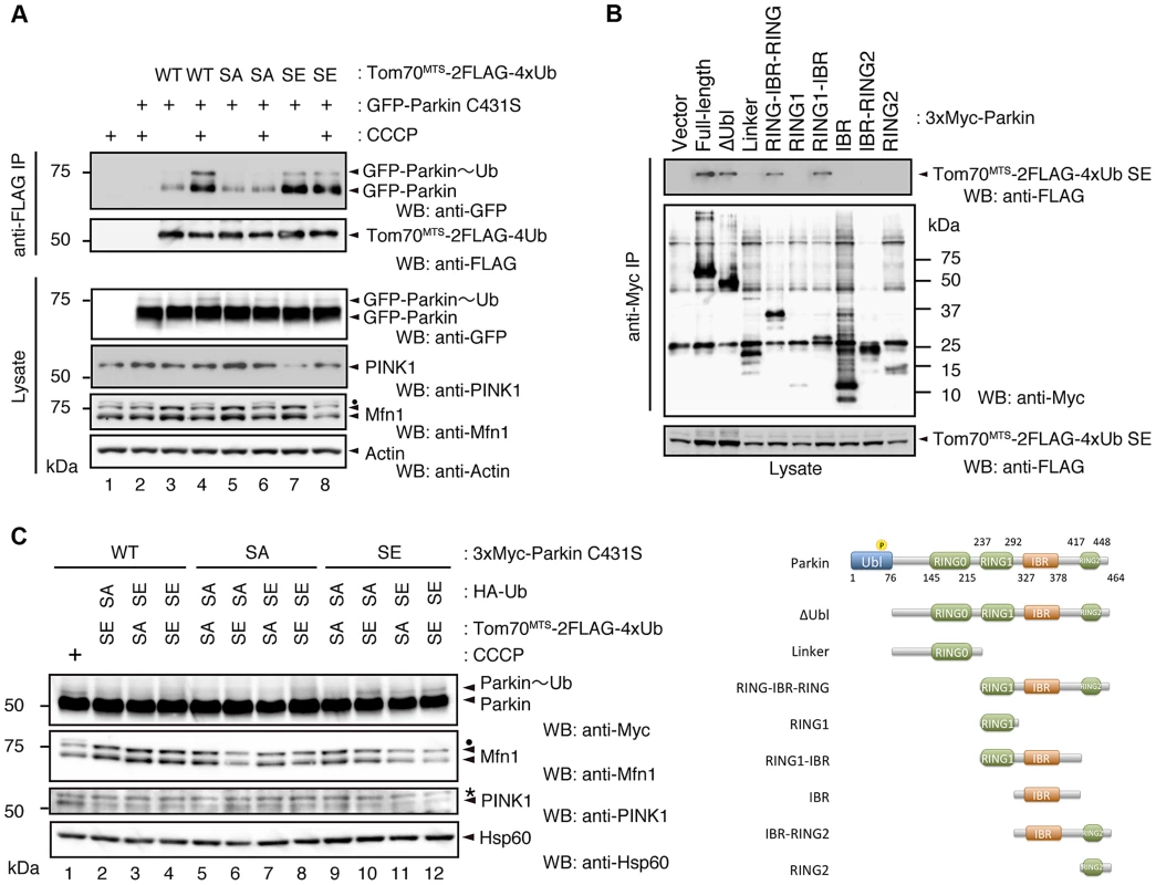 Phosphorylation of the polyUb chain activates Parkin E3 activity.