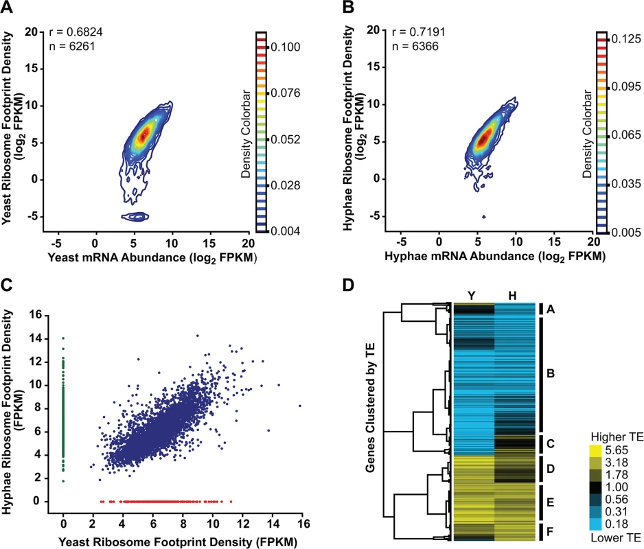 Transcriptional and translational regulation contributes to gene expression in <i>Histoplasma</i>.