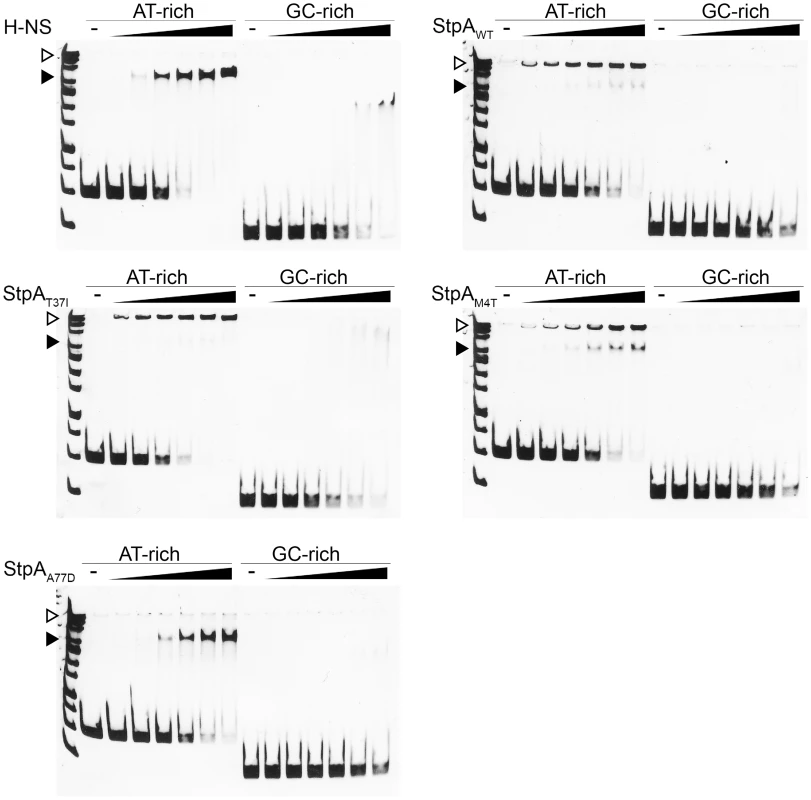 StpA<sub>M4T</sub> and StpA<sub>A77D</sub> form DNA-protein complexes more similar to H-NS than StpA<sub>WT</sub>.