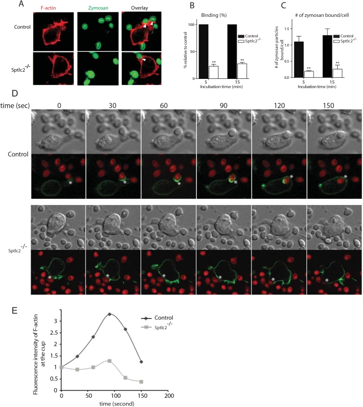 Sptlc2<sup>-/-</sup> DC2.4 cells are defective in particulate binding and phagocytic cup formation.