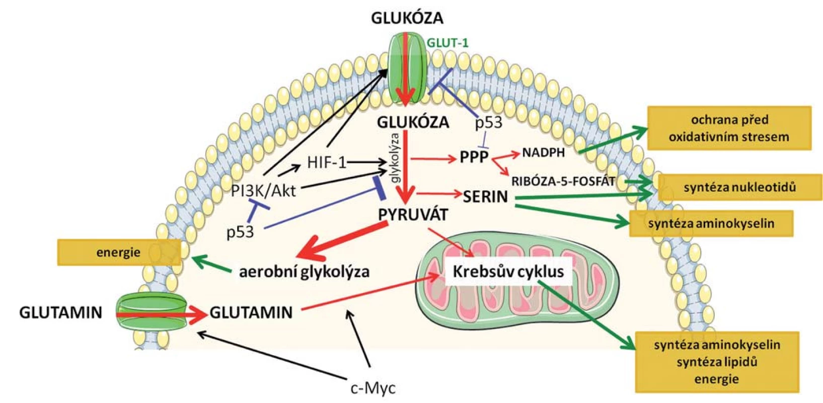 Schematické znázornění základních metabolických drah, k jejichž přeprogramování dochází v nádorových buňkách.
Červenými šipkami je označen metabolizmus glukózy, jejíž zvýšený příjem je charakteristický pro nádorové buňky a metabolizmus glutaminu. Modře je znázorněn inhibiční vliv nádorového supresoru p53 a zeleně jsou označeny efekty jednotlivých drah na buňku. Klíčové mechanizmy spojené s přeprogramováním metabolizmu jsou podrobněji popsané v textu.