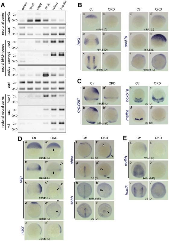 Impairment of neural development in the QKD embryos.