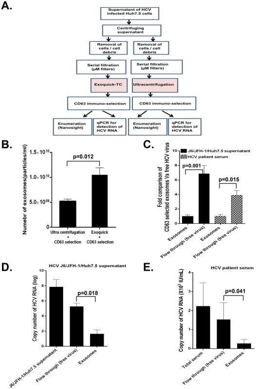Assessing the efficiency of exosome isolation protocol.