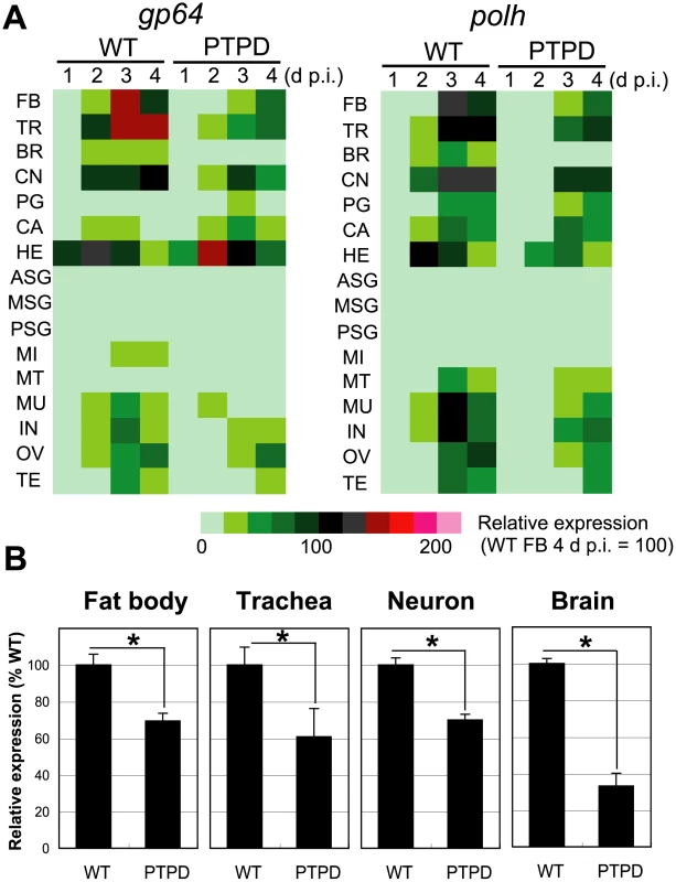 Reduced expression of viral genes in tissues of larvae infected with a <i>ptp</i>-disrupted virus.