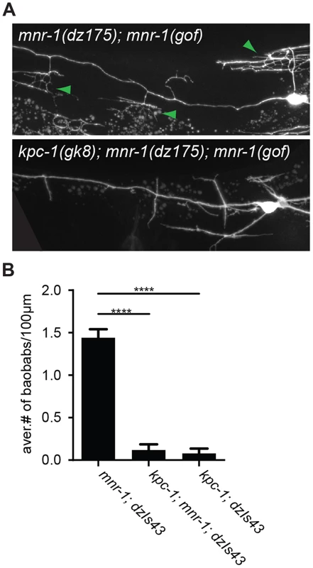 MNR-1/menorin requires <i>kpc-1</i> functions.