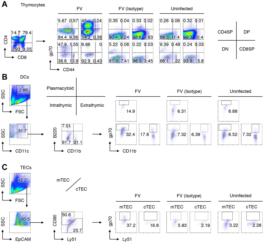 Viral antigen expression in each cell population in the thymus after FV infection.