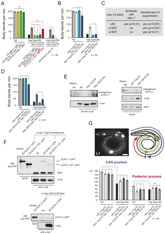 The <i>elongator</i> interacts genetically and physically with <i>mec-12/α-tubulin</i> and is required for correct neuronal morphology.