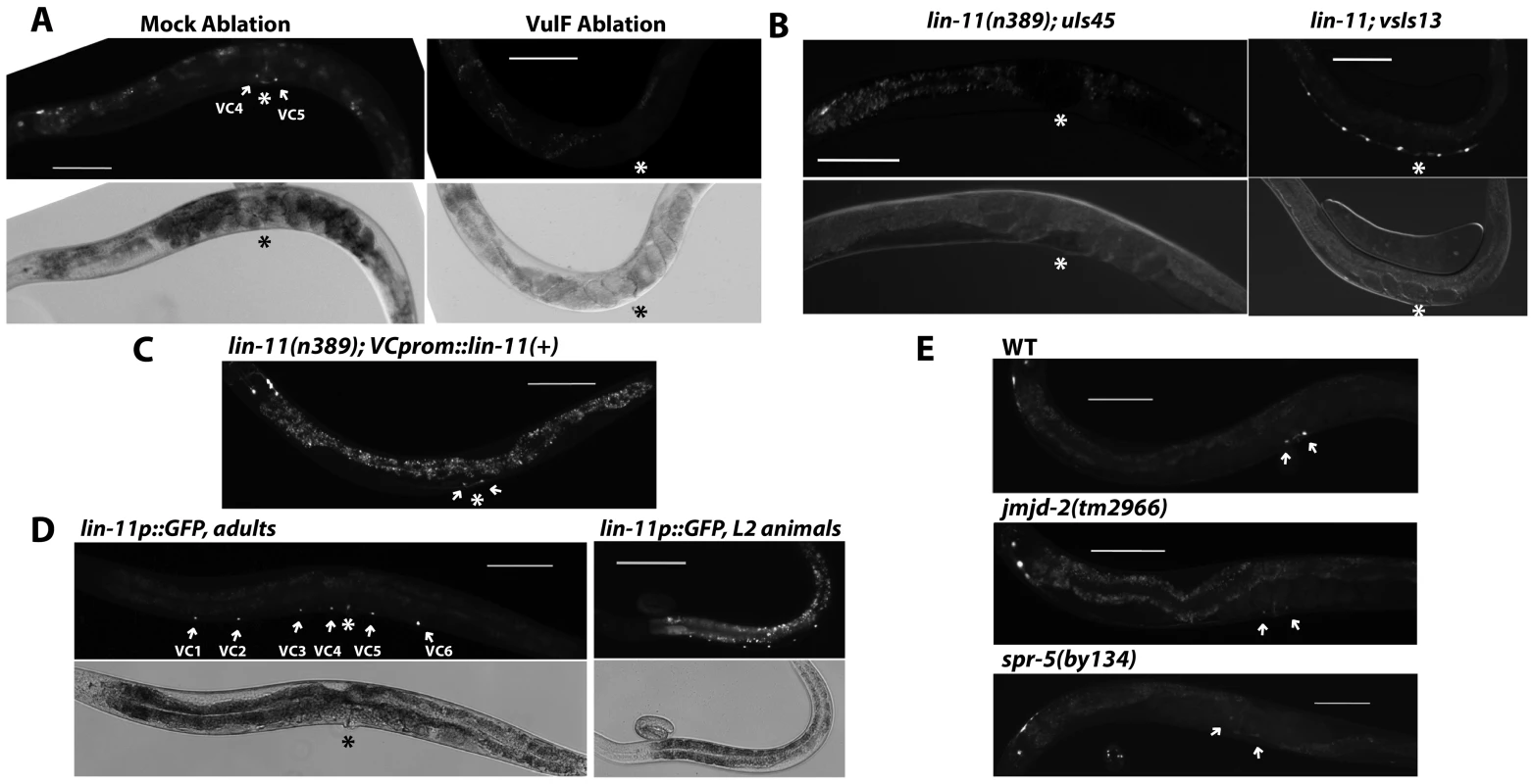 vulF cells, LIN-11, and histone demethylases are required to activate <i>unc-4</i> expression in vulval VC neurons.