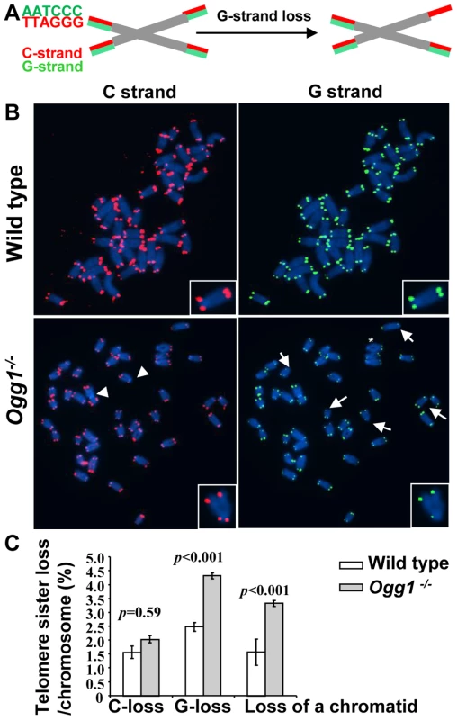 Preferential telomere loss in G strands in primary <i>Ogg1<sup>−/−</sup></i> MEFs cultivated in 20% oxygen.