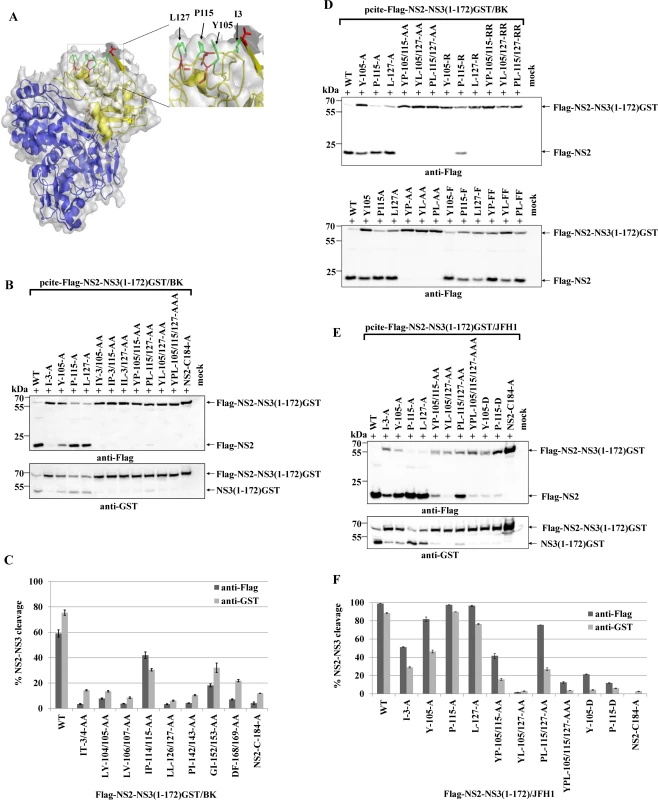 A conserved hydrophobic NS3 surface patch consisting of residues Y105, P115 and L127 is important for NS2-activation by NS3.