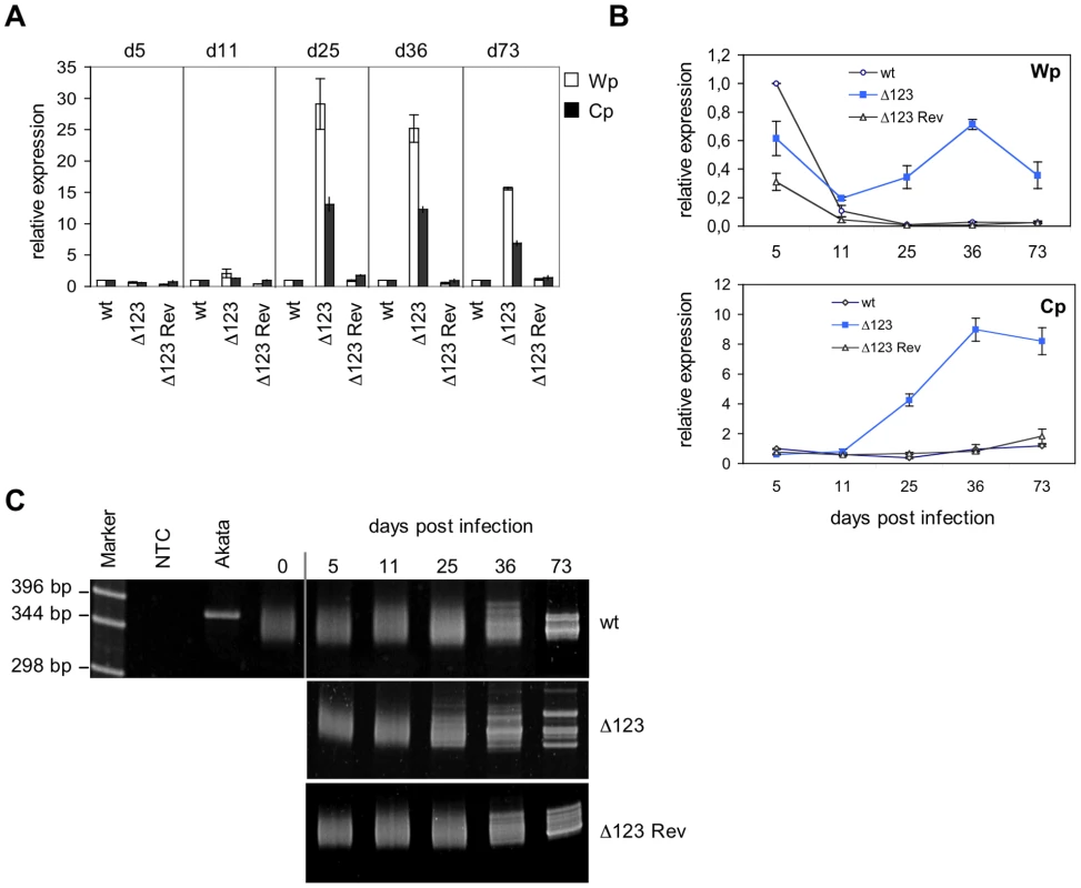 Latent promoter usage and clonality studies of transformed B cells.