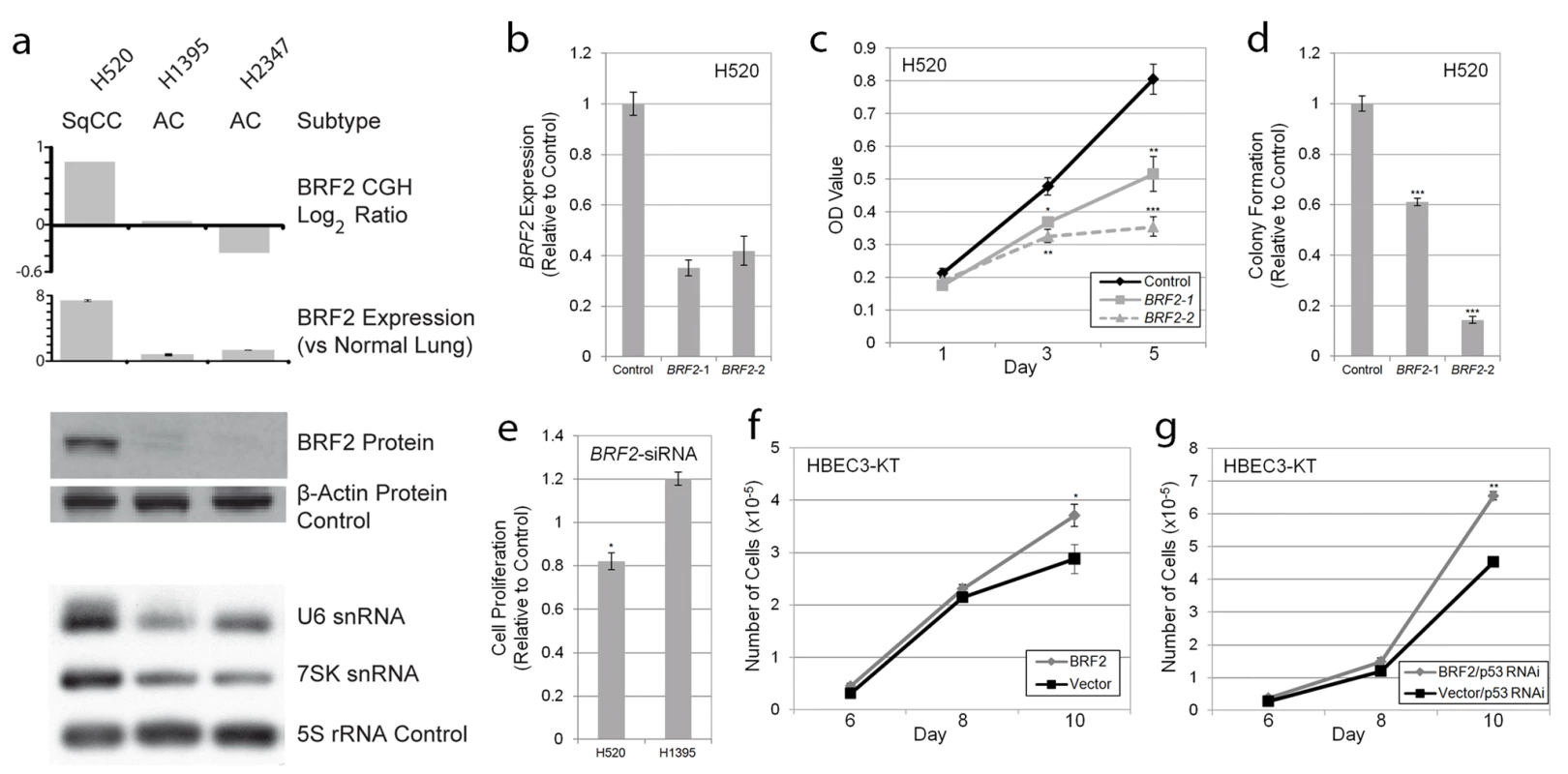 BRF2 activation contributes to cell growth and proliferation.