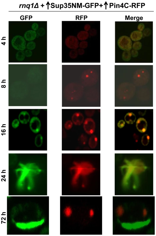 Excess Pin4C temporarily colocalize with Sup35 aggregates during [<i>PSI<sup>+</sup></i>] induction in the absence of Rnq1.