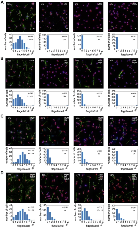 Frequency of flagellar filament formation of <i>fliHIJ</i> mutants is increased in <i>atpA</i> and <i>flgM</i> null backgrounds.