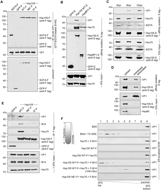 Hsp105 engages ER membrane-penetrating SV40 and promotes disassembly of the virus.