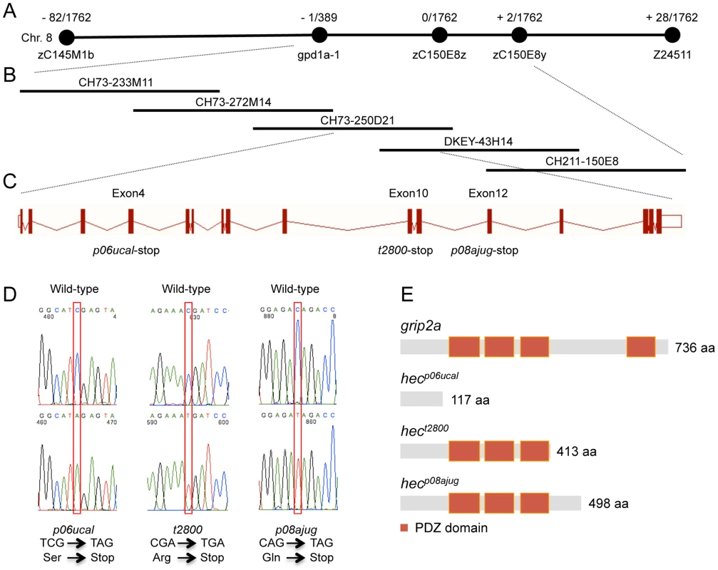 Molecular identification of the <i>hecate</i> locus.