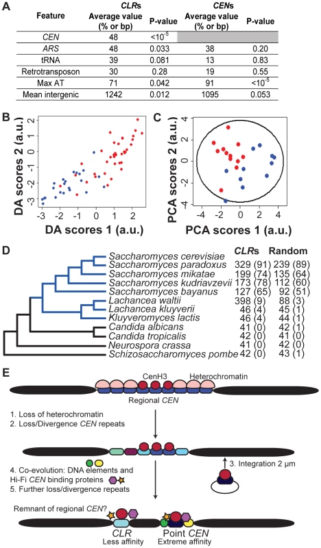 Genomic features of <i>CLR</i>s.