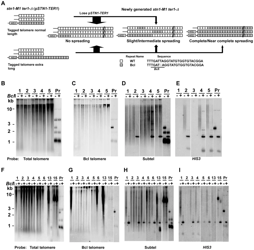 Spreading of a telomeric sequence from a single telomere source during RTE in <i>stn1-M1 ter1-Δ</i> cells.