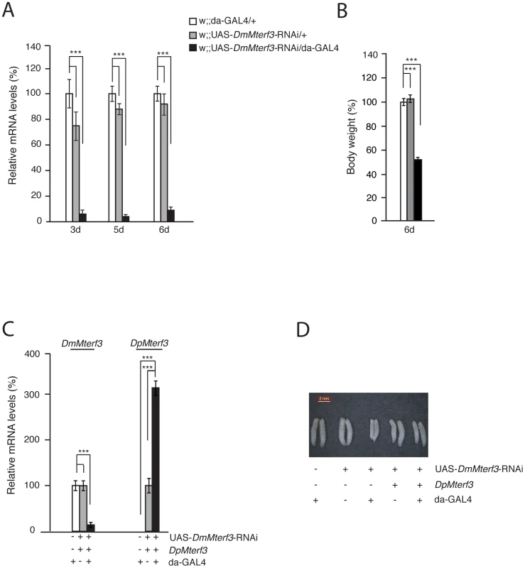 Phenotype and molecular characterization of <i>DmMterf3</i> knockdown larvae.