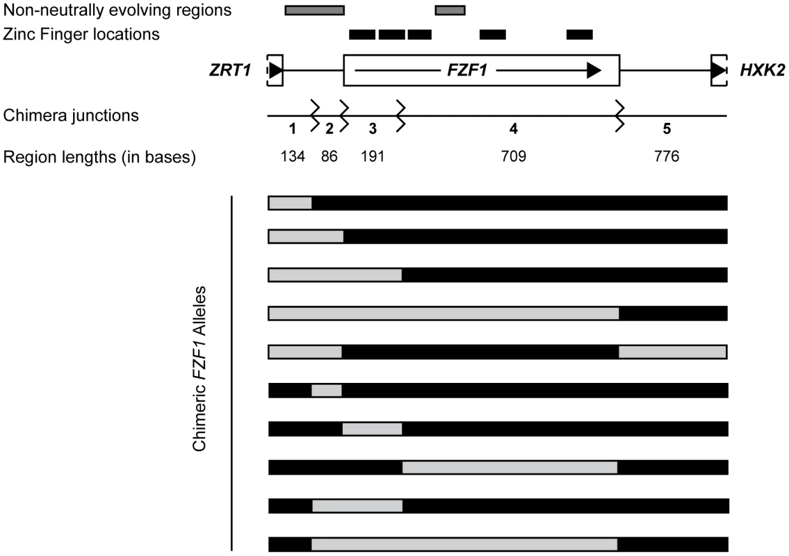 <i>FZF1</i> gene region and chimeric alleles.