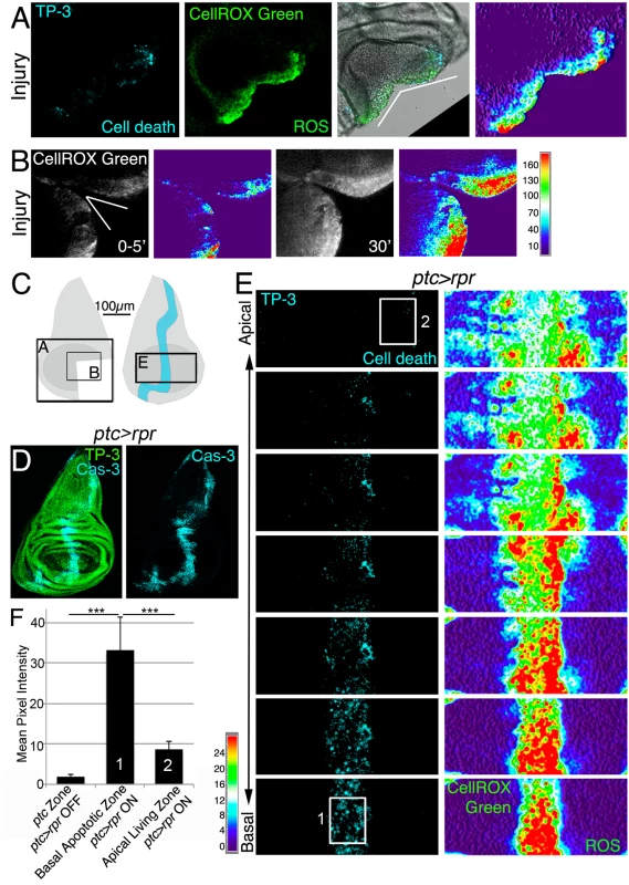 ROS produced after physical injury and after cell death.