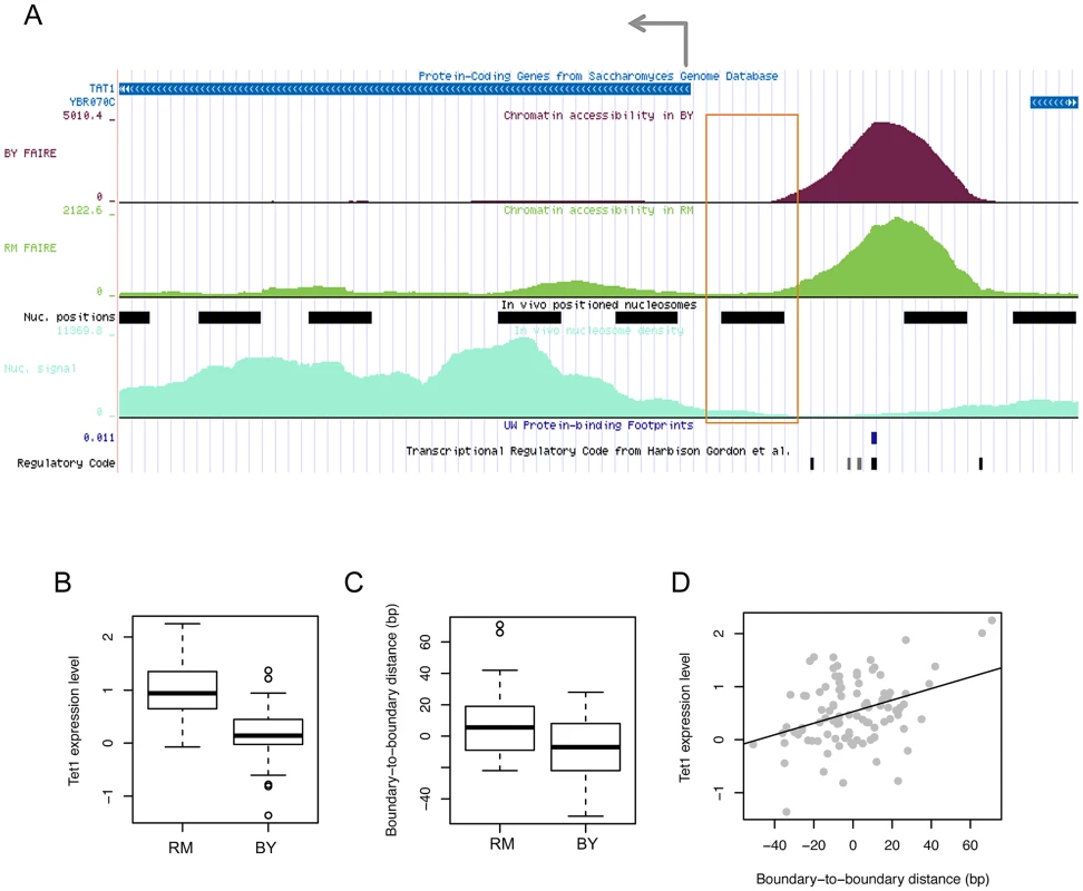 Effects of chromatin border regulation on nearby gene expression.