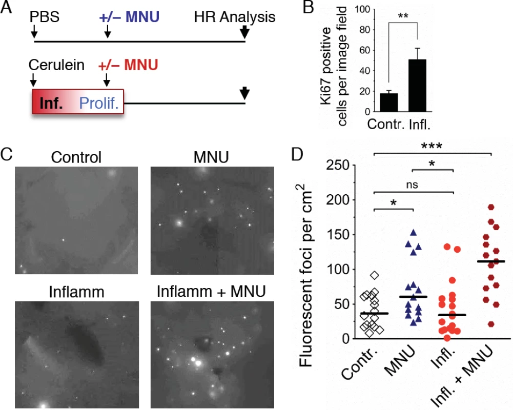 Inflammation-associated cell proliferation potentiates the effect of exogenous DNA damage on DNA rearrangements.