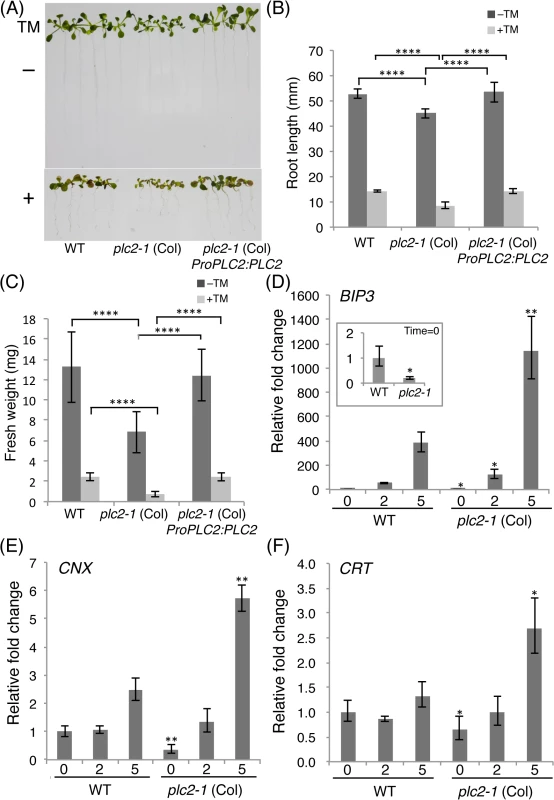 Enhanced susceptibility of the <i>plc2-1</i> mutant to the ER stress.