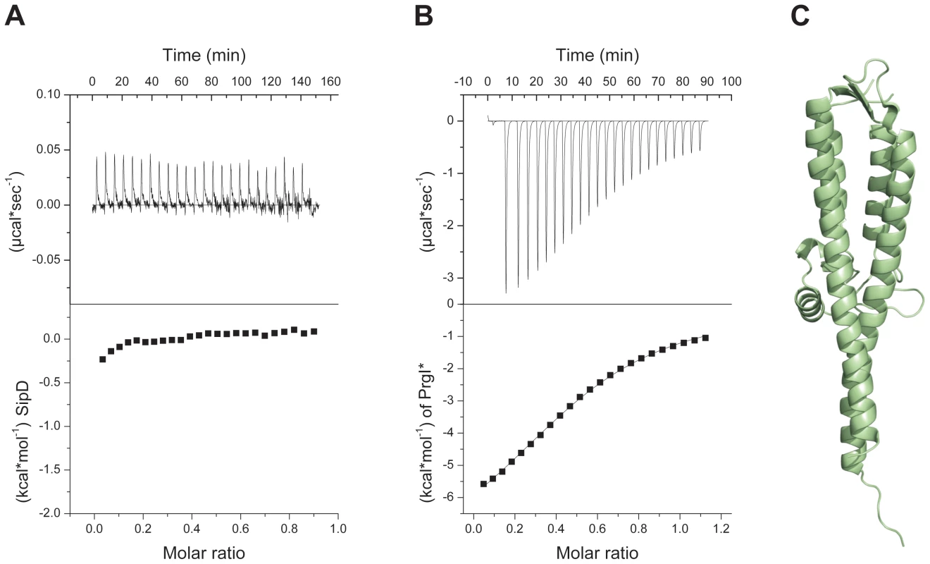 Deletion of SipD domain 1 permits binding to PrgI*.