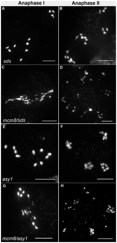 Epistasis tests between <i>Atmcm8</i> and <i>sds</i> or <i>asy1</i>.