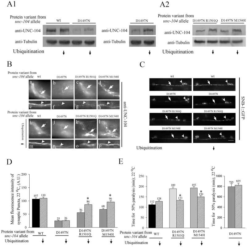 Levels of UNC-104 motor in cargo binding variant alleles depends on ubiquitination.