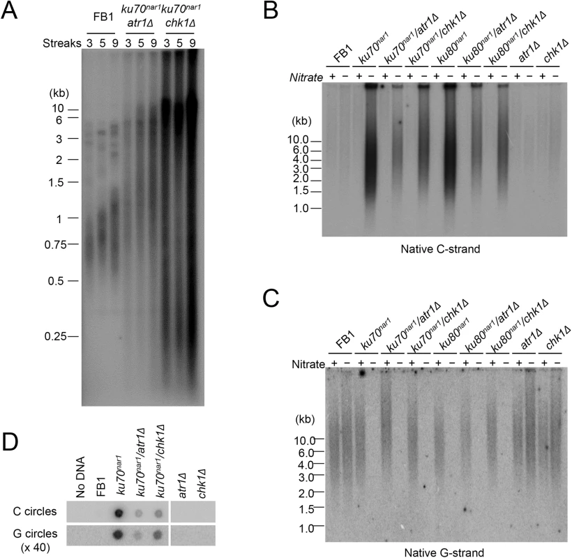 Partial suppression of the ALT telomere phenotypes by <i>atr1</i> and <i>chk1</i> deletions.