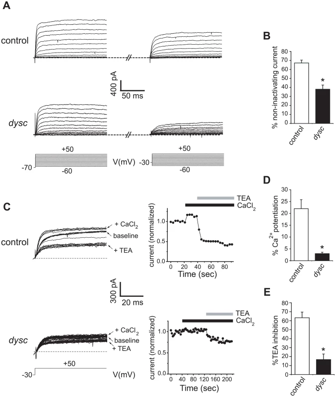 Reduced SLO channel currents in <i>dysc</i> mutants.