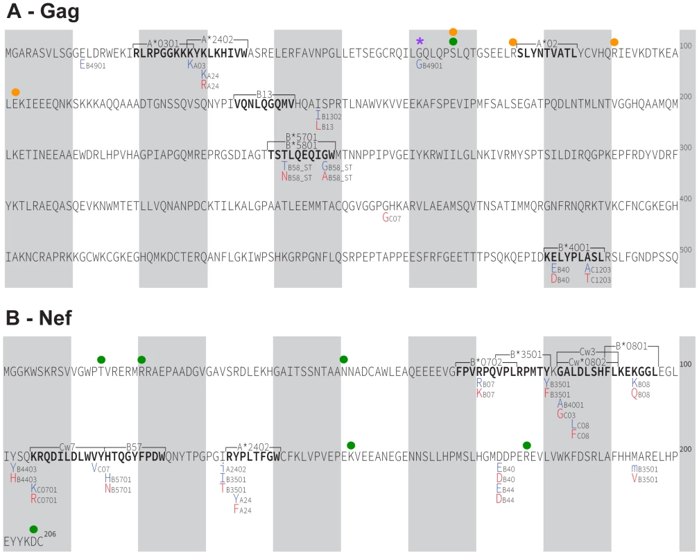 HLA-associated polymorphisms, identified via statistical association, in historic HIV sequences.