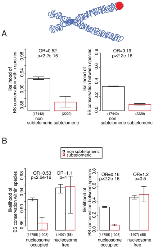 TF binding sites in subtelomeric regions and nucleosome-free regions.