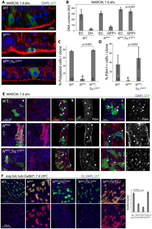 TSC repression in EBs is sufficient for ISC differentiation.