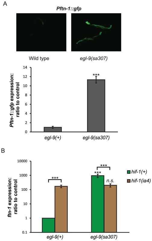 Regulation of <i>ftn-1</i> expression by EGL-9.