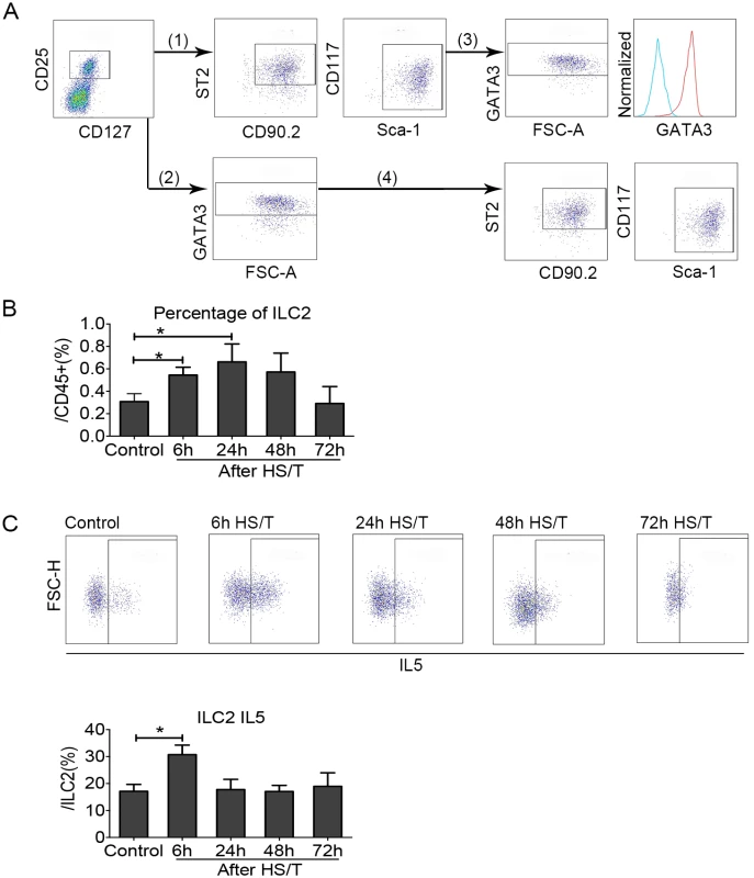 Change of group 2 innate lymphoid cells (ILC2) in the lungs of mice after resuscitated hemorrhagic shock and tissue trauma (HS/T).