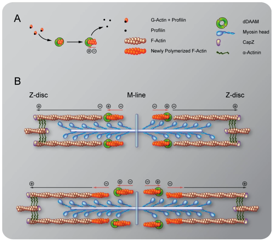 Sarcomeric localization of the mDaam1 protein.
