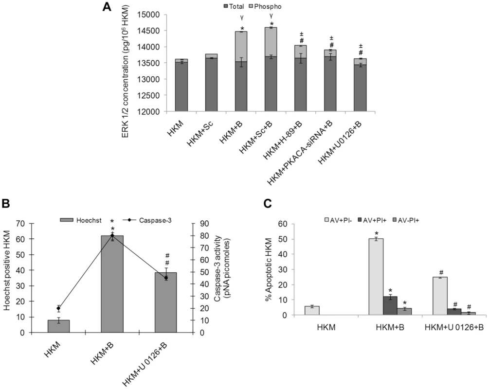 <i>A. hydrophila</i>-induced ERK 1/2 phosphorylation is PKA mediated and is pro-apoptotic in HKM.