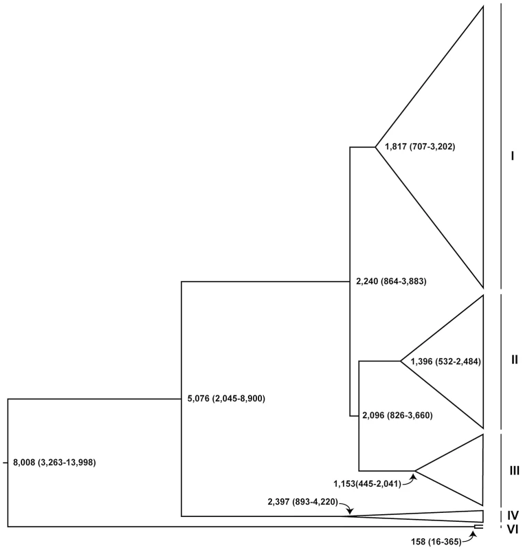 Schematic representation of dated Bayesian genealogy of <i>Wolbachia</i> in <i>D. melanogaster</i>.