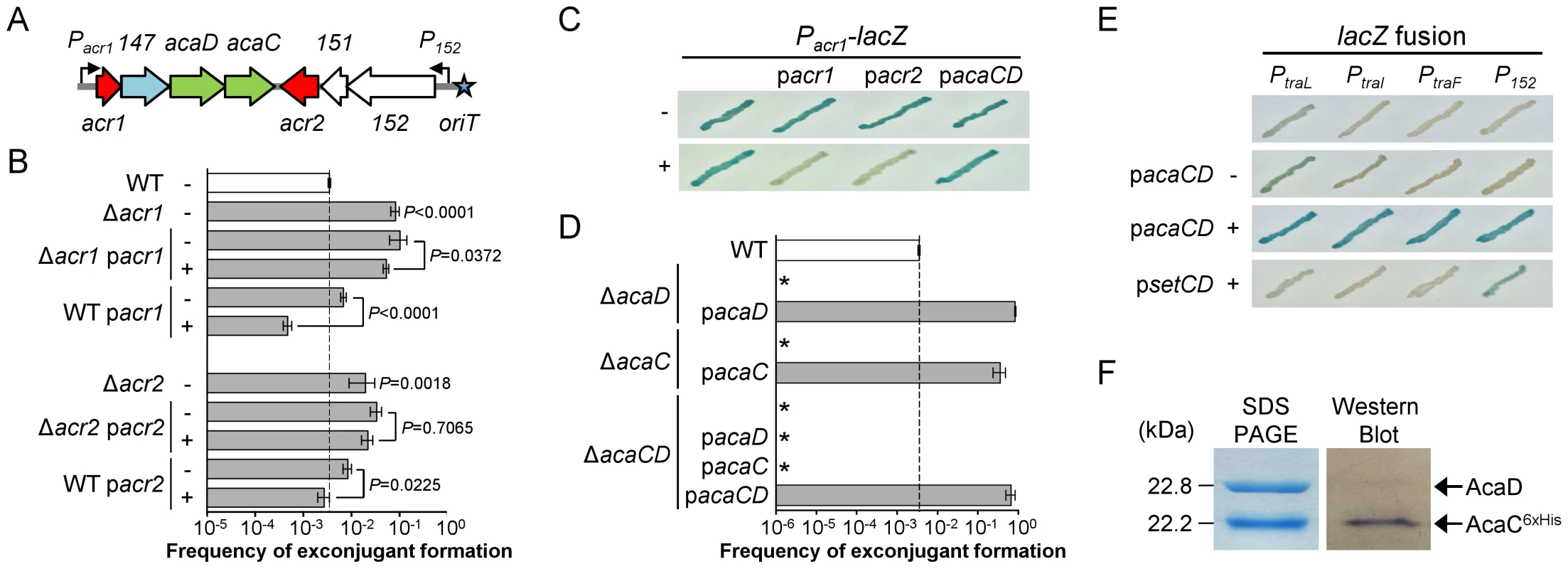 Regulation of IncA/C plasmids.