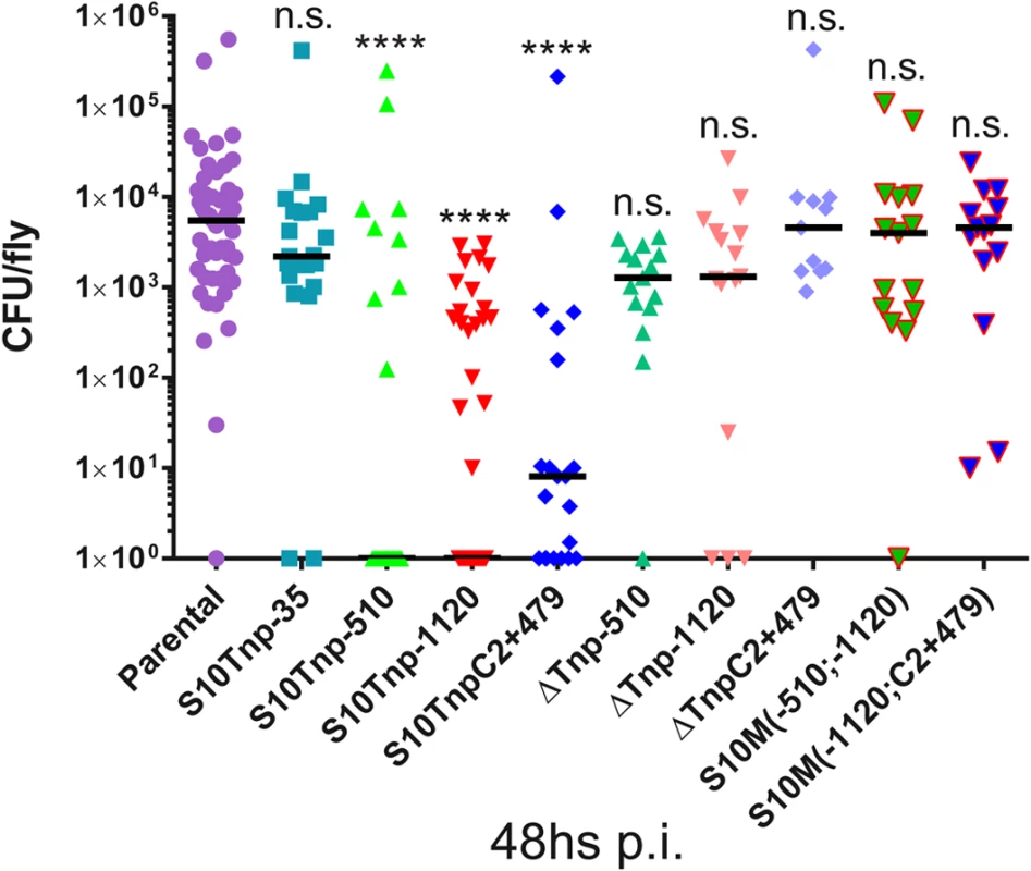S10-positioning influences <i>D</i>. <i>melanogaster</i> infection-capacity of <i>V</i>. <i>cholerae</i>.